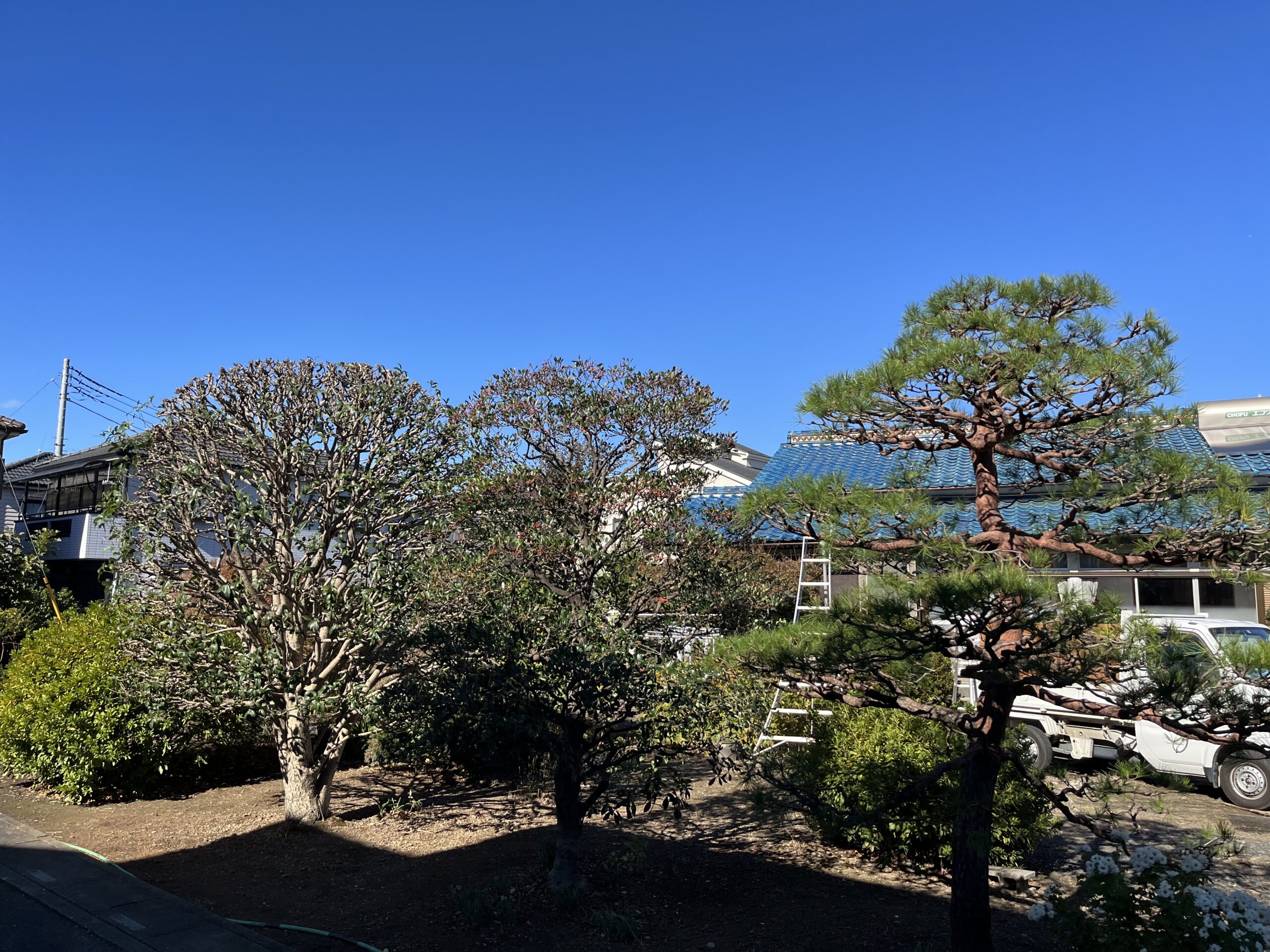 個人邸（赤松・モッコク・キンモクセイ）